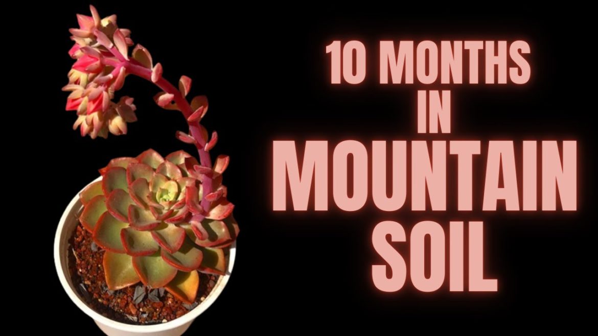 || 10 MONTHS IN MOUNTAIN SOIL || UPDATE VIDEO || SUCCULENT CARE TIPS ||