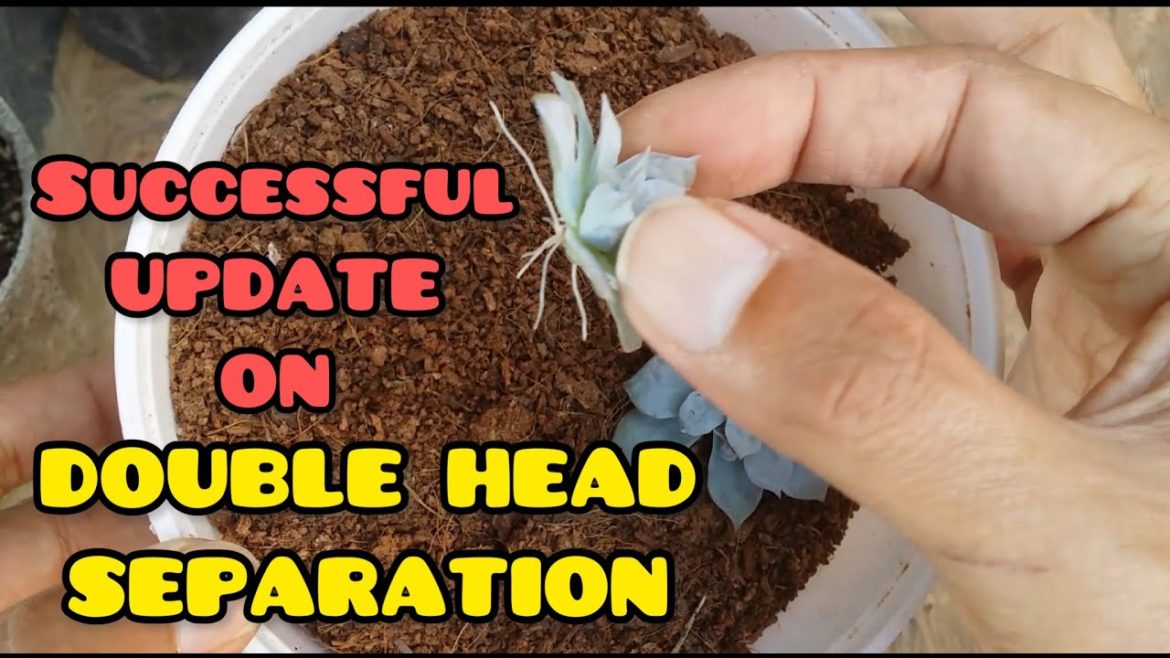 || UPDATE VIDEO ON DOUBLE HEAD SEPARATION || SUCCULENT CARE TIPS ||