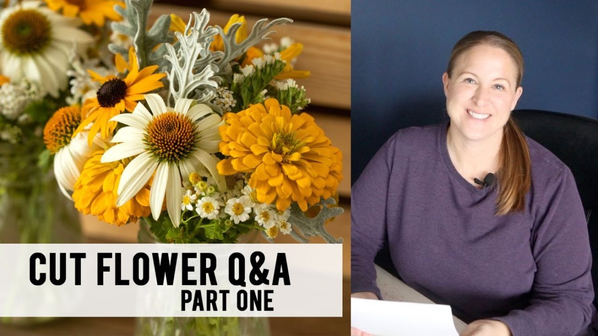 Cut Flower Q&A Part One : Sunshine and Flora Cut Flower Q&A Part One : Sunshine and Flora