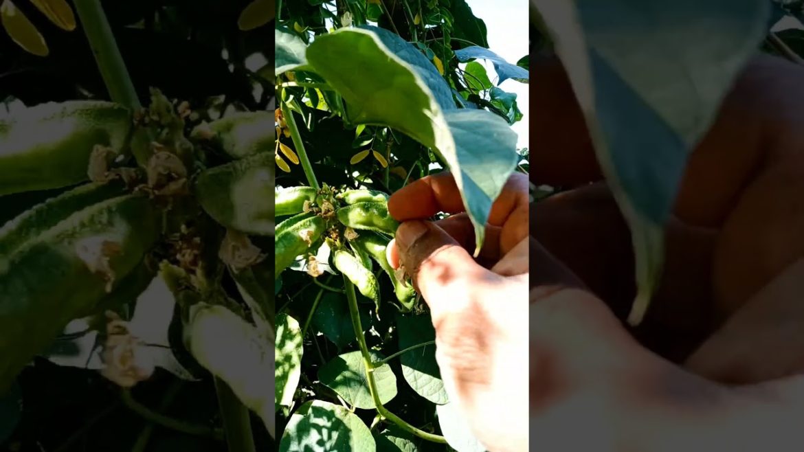 Indian broad beans (vegetable) in my kitchen garden shorts #shorts