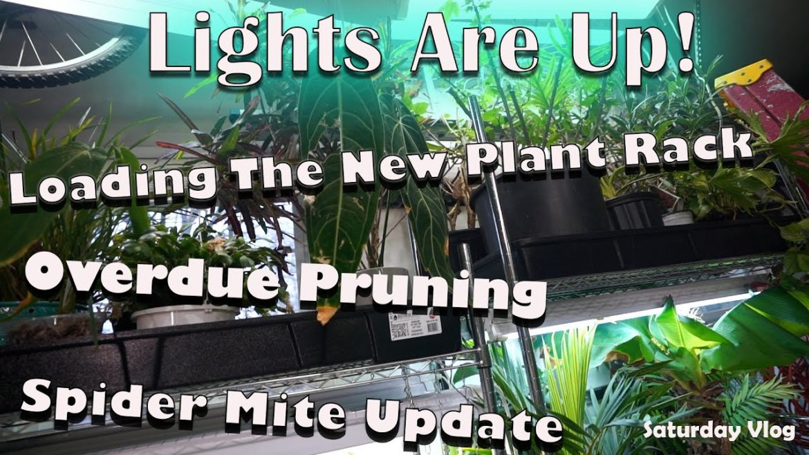 Working In The Grow Room || Spider Mite Update || Saturday Vlog Working In The Grow Room || Spider Mite Update || Saturday Vlog