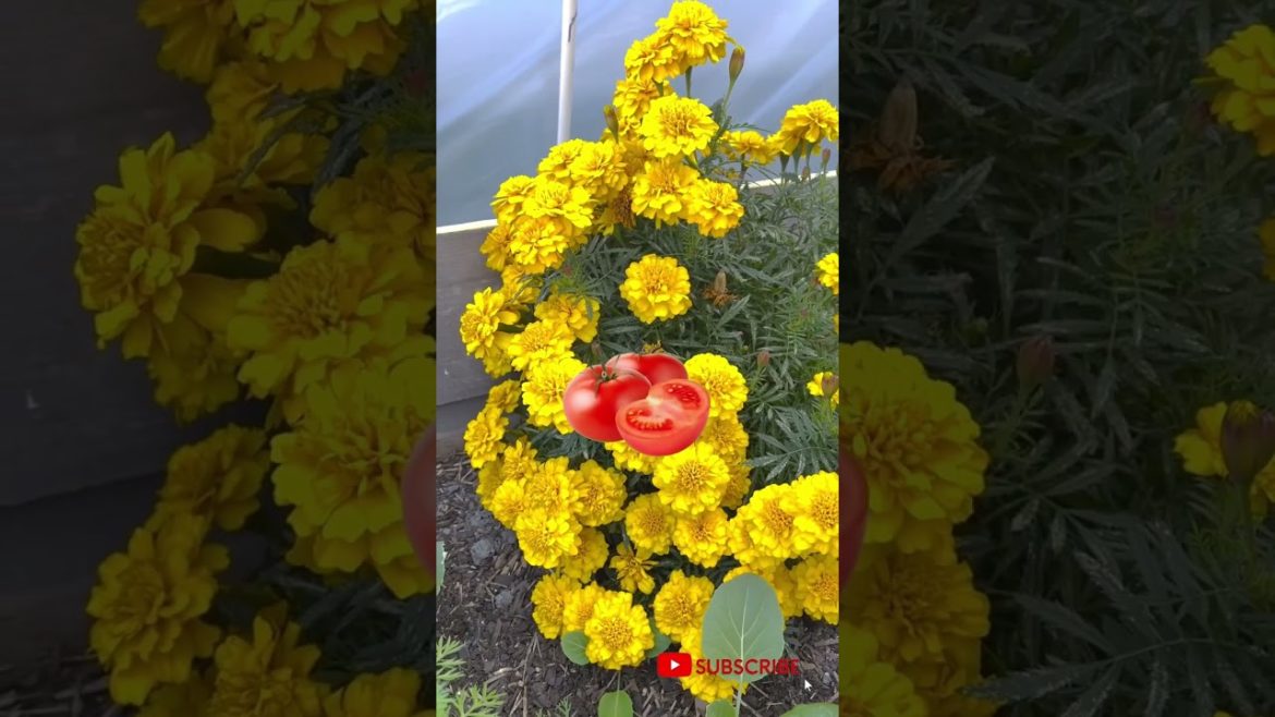 Marigold Companion Planting #gardeningtips #shortsfeed2023
