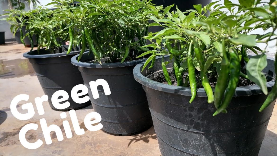 Green Chile Growing at Terrace | Container Gardening | Pest Controlling