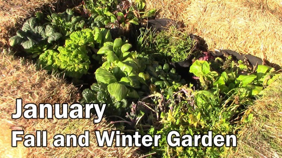January Fall And Winter Garden Update – After 5 Below Zero Fahrenheit January Fall And Winter Garden Update - After 5 Below Zero Fahrenheit