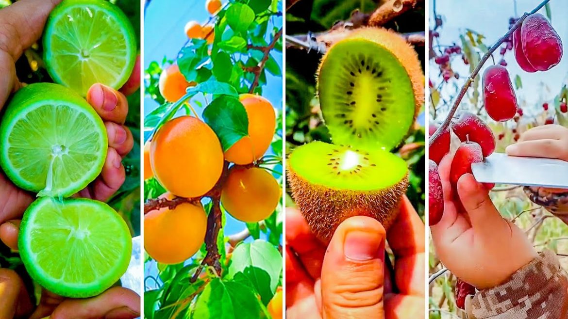 🍇🥝The Most Popular Fruit In The World! || Episode 16 ||  Apc Fruit🥝🥭