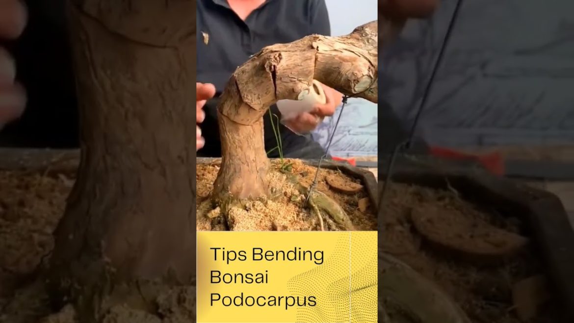 Tips Bonding Bonsai Podocarpus 🪴 #farming #shorts #youtubeshort #youtubeshorts #shortsfeed #bonsai