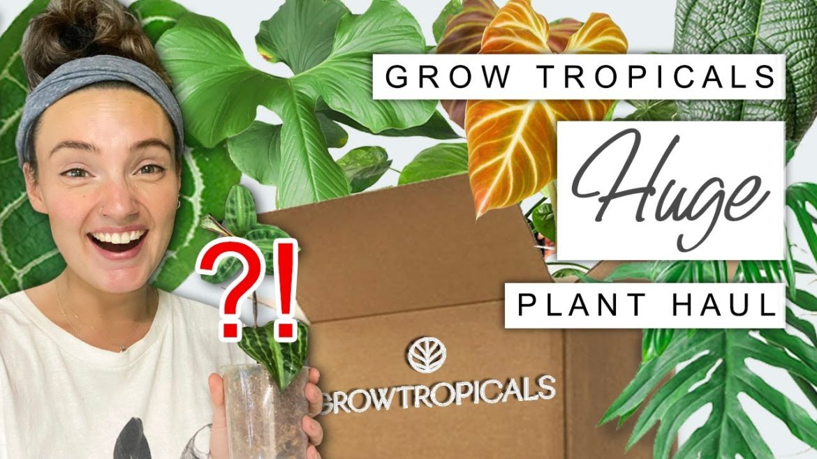 WISHLIST Plant Unboxing ๐ฟ Huge Grow Tropicals Houseplant Haul 2023 WISHLIST Plant Unboxing ๐ฟ Huge Grow Tropicals Houseplant Haul 2023