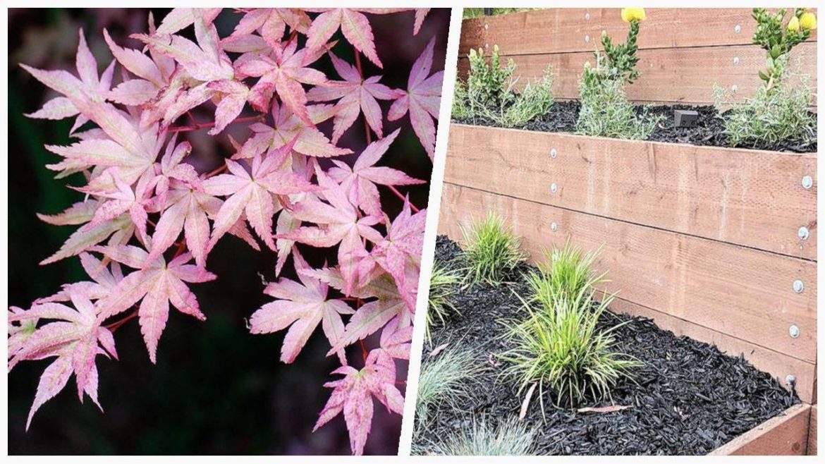 75 Beautiful Pink Backyard Landscaping Design Ideas 🔴