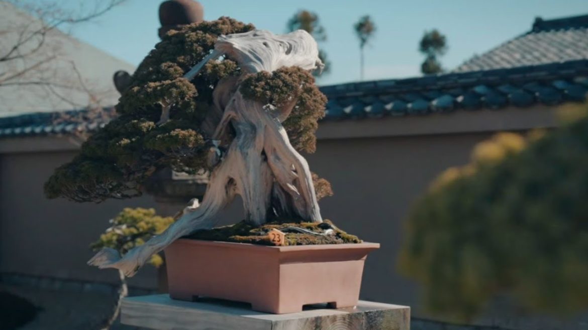 Back in Japan! | Hoshun-in Bonsai Collection | 芳春院の盆栽コレクション Back in Japan! | Hoshun-in Bonsai Collection | 芳春院の盆栽コレクション