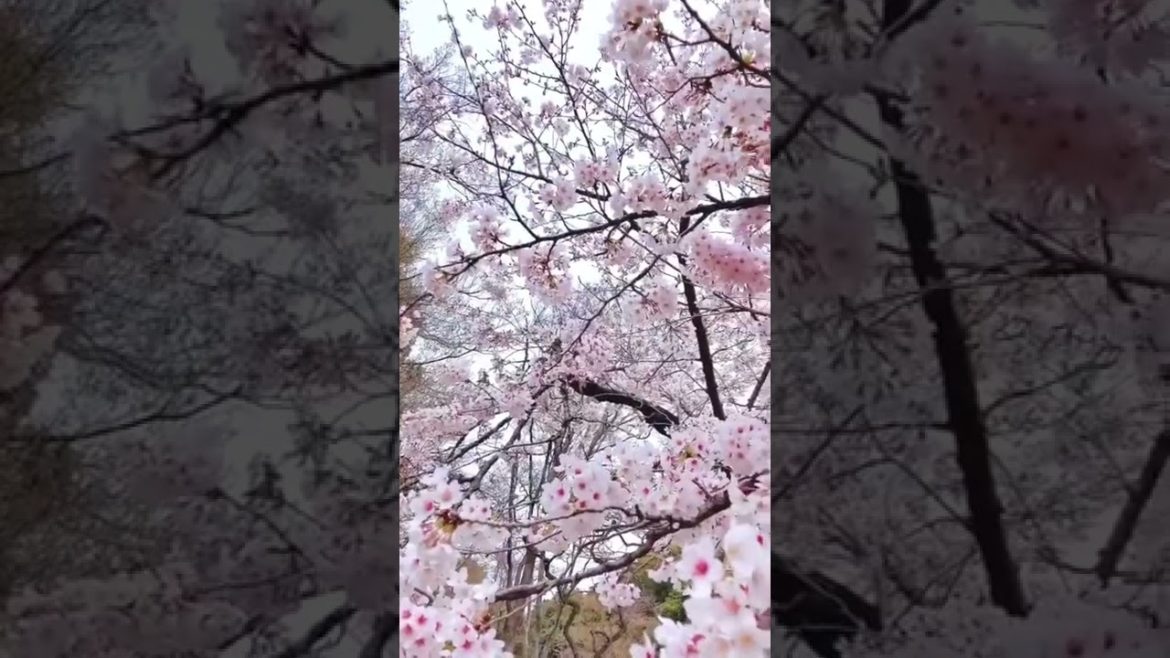 Japan 🇯🇵, Tokyo, Rikugien Garden