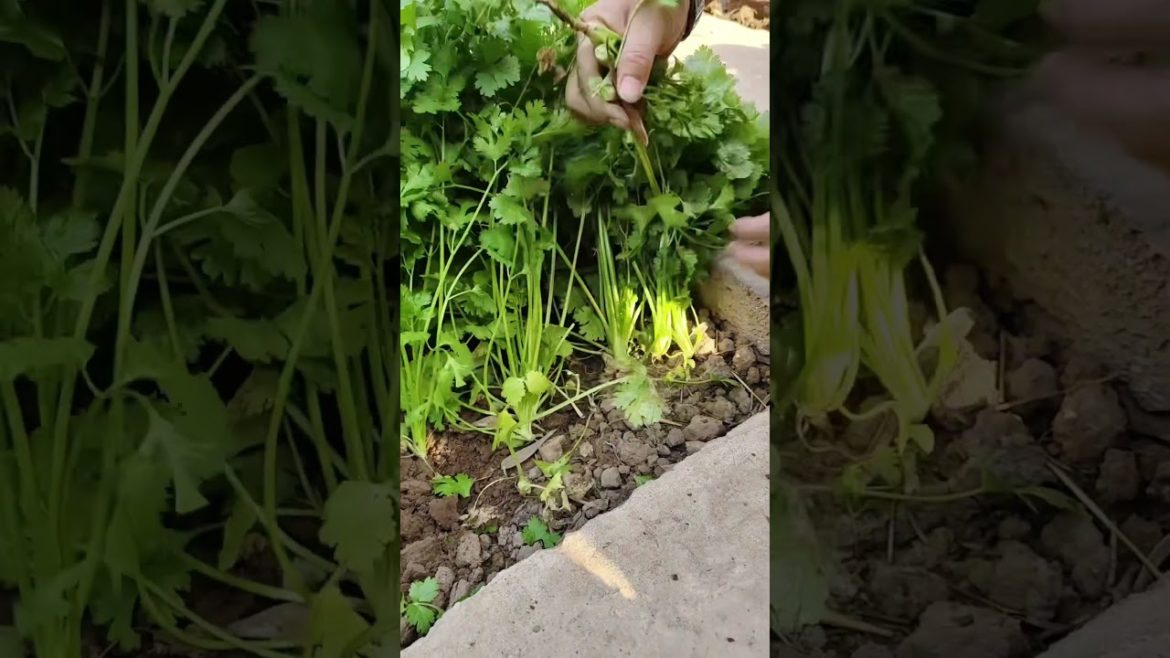 Lifestyle #shorts #17