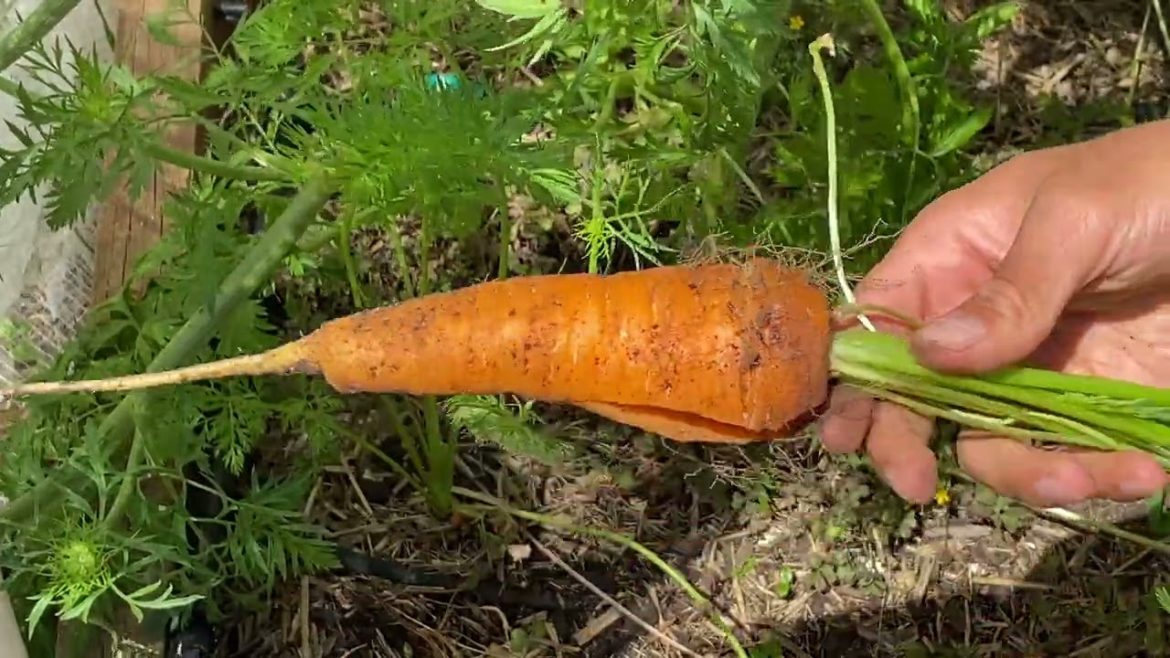 #61 Daily In the Garden - Carrots Tips, Harvesting Carrots, Thinning Out Watermelon Plants