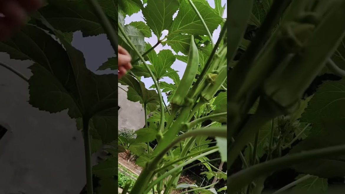 Lifestyle #shorts #5