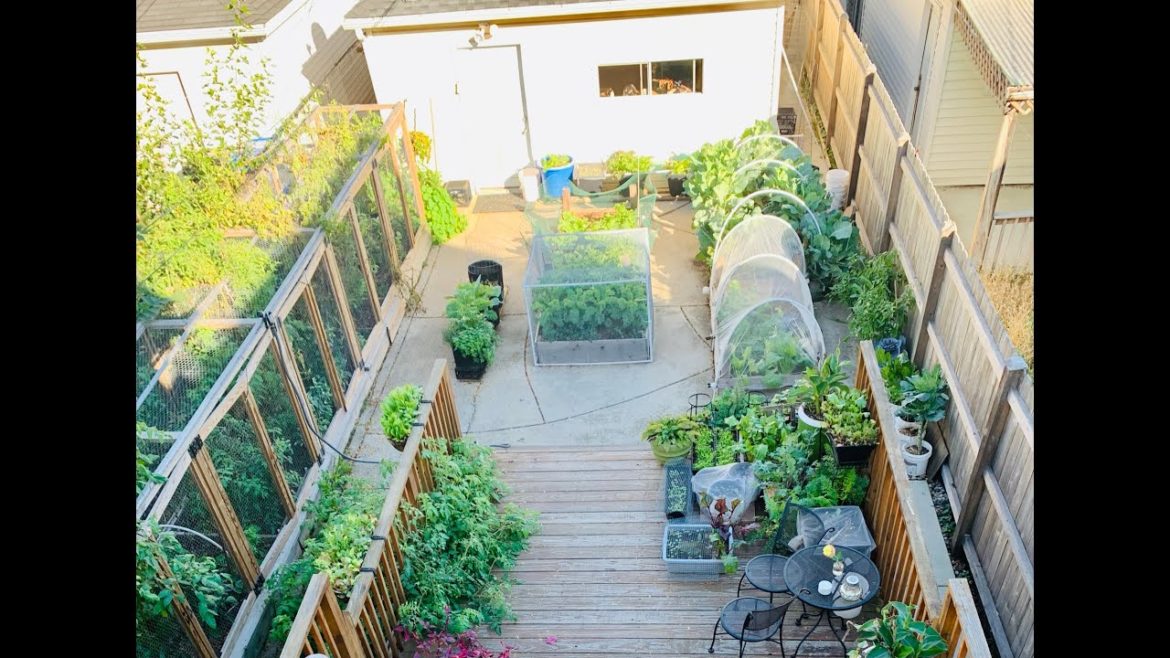 Urban Backyard Garden | Shorts