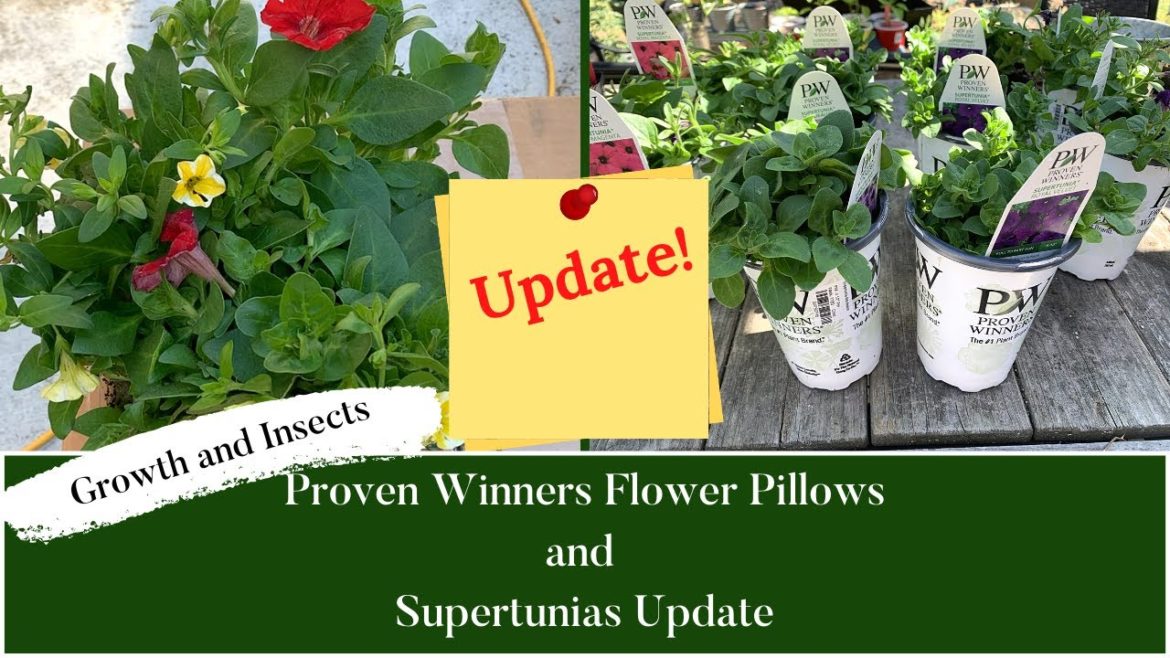 Proven Winners Flower Pillows and Supertunias Update!|Container Gardening