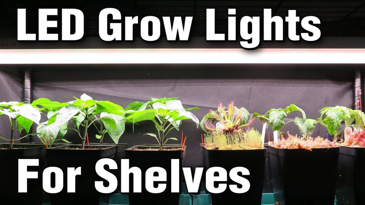 LED Grow Lights for Shelf System Gardening: SF300/SF600 vs T12 T5 Fluorescent (Spider Farmer Review)