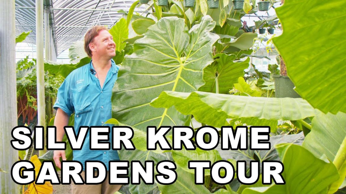Silver Krome Gardens Tour - Rare Anthurium Philodendron Monstera And More