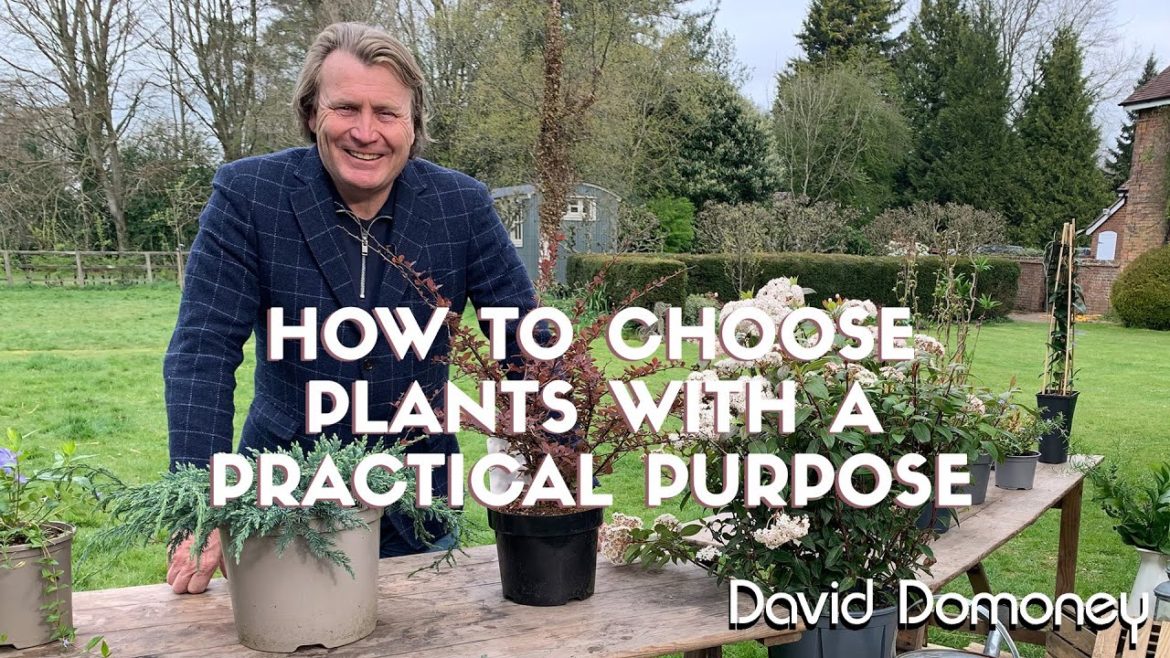 How to choose plants with a practical purpose from the garden centre How to choose plants with a practical purpose from the garden centre