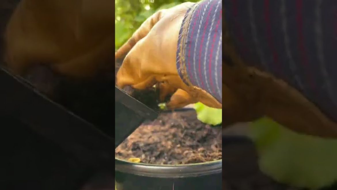 Tomato | Container Garden | Seedling🌱#verdura #plants #semilla #shorts