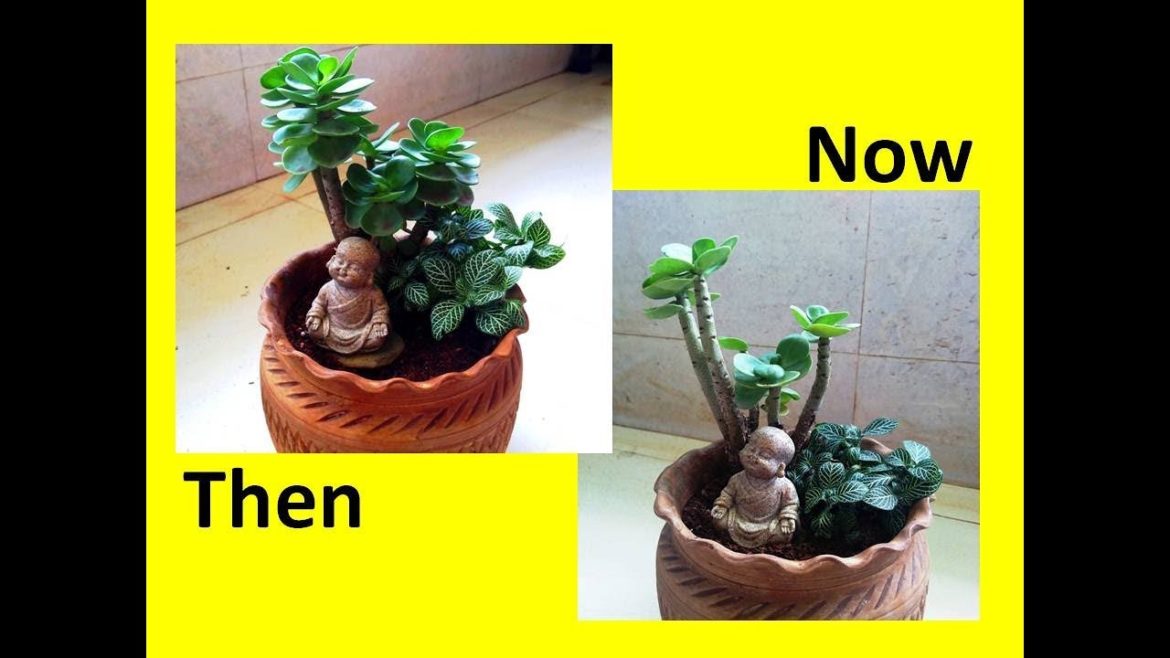 Beautiful Tabletop Garden | Meditating Buddha Arrangement Update | Container Garden