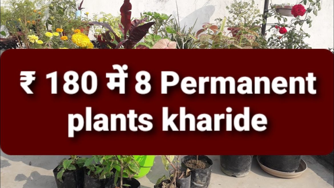 Permanent and Winter plants Pots Shopping for my Organic Container Garden Government Nursery Lucknow Permanent and Winter plants Pots Shopping for my Organic Container Garden Government Nursery Lucknow