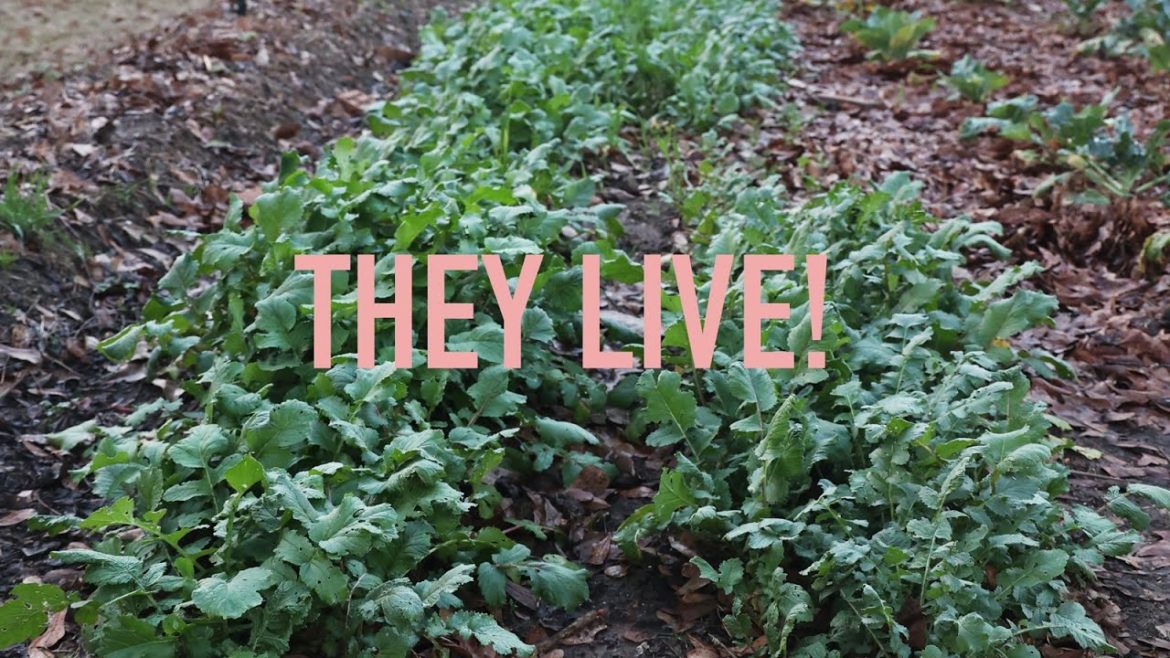 Getting Your Garden Through the Cold: Keep it Simple! Getting Your Garden Through the Cold: Keep it Simple!