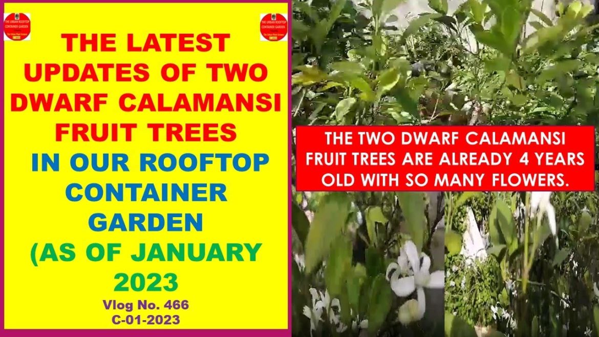 The Latest Updates of Two Dwarf Calamansi Fruit Trees In Our Rooftop Container Garden-January 2023