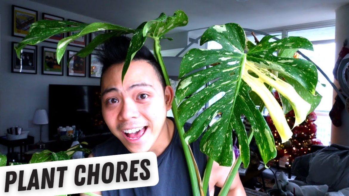 propagating monstera thai con, air layering updates, philodendron jose buono | plant chores 💚
