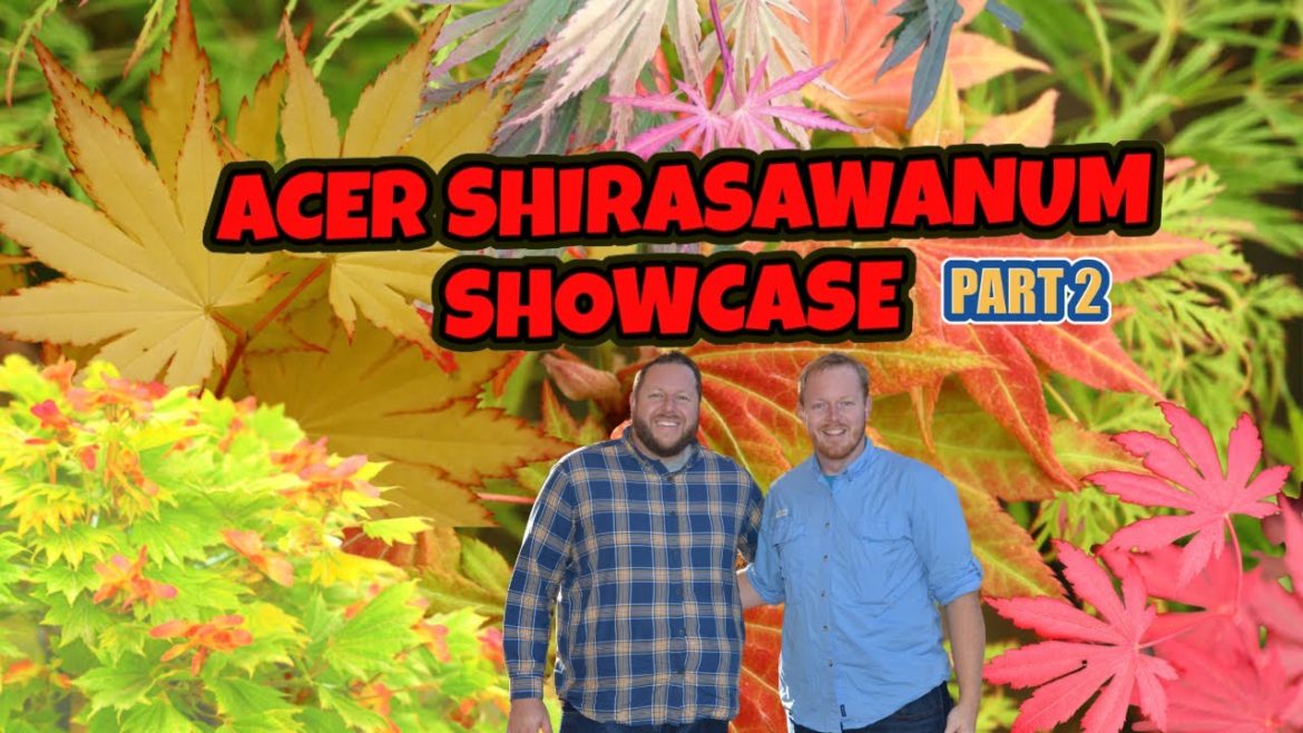 Full Moon Japanese Maples Part 2 | Acer Shirasawanum Saturday Showcase |