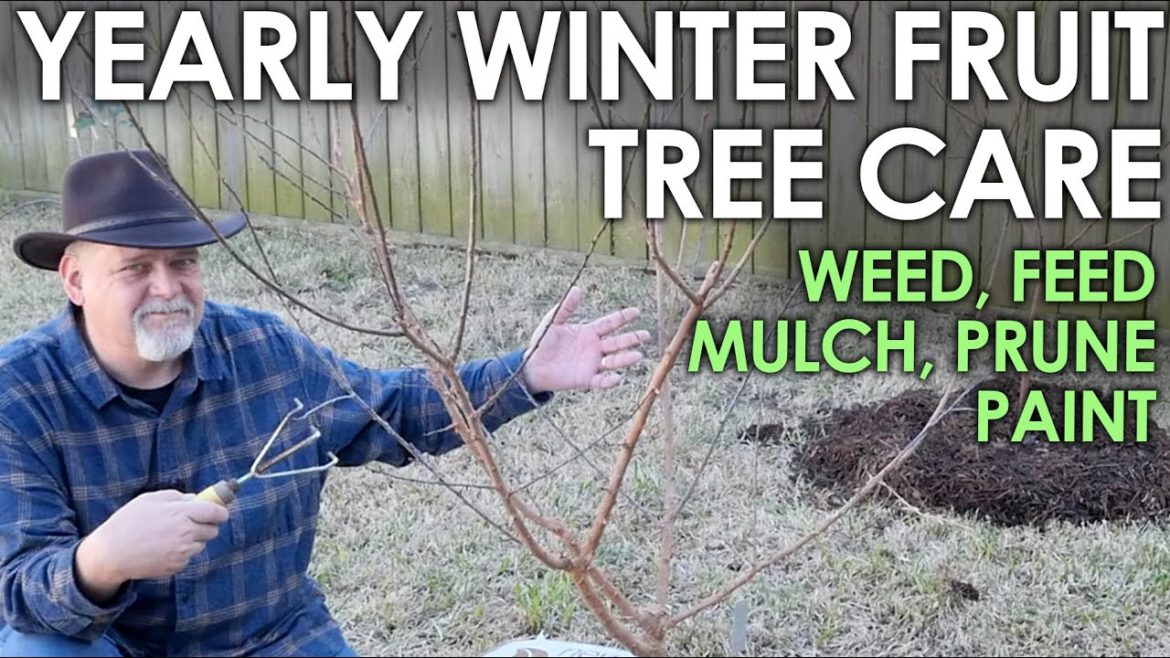 Yearly Winter Fruit Tree Care & Maintenance || Black Gumbo