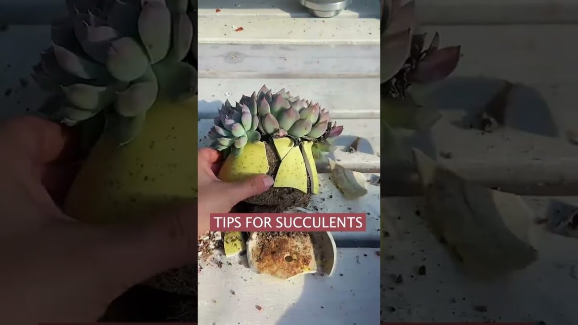 Tips for succulents | 多肉植物 | 다육이들 | Suculentas