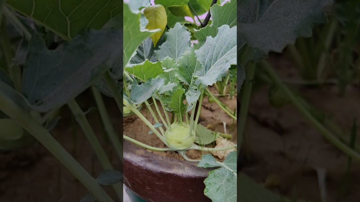 HOME MADE VEGETABLE ! HOME GARDENING VEGETABLE#SHORTS