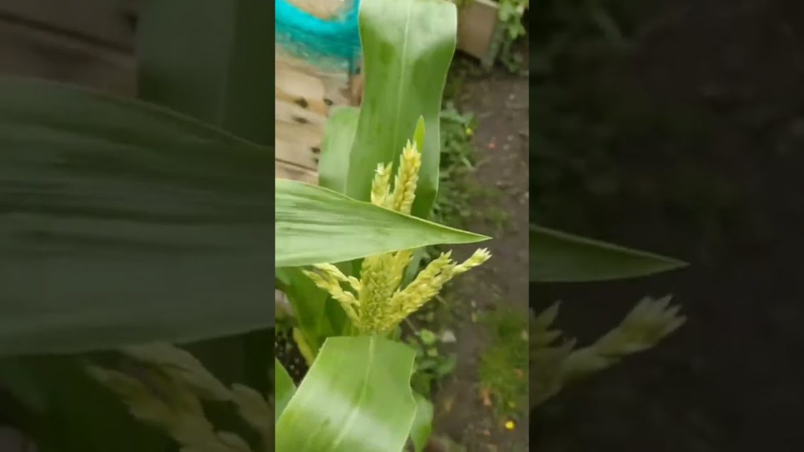 Corn update – is this how corn should look? 😓🤣 any help or hints appreciated #corn #corncob #grow Corn update - is this how corn should look? 😓🤣 any help or hints appreciated #corn #corncob #grow