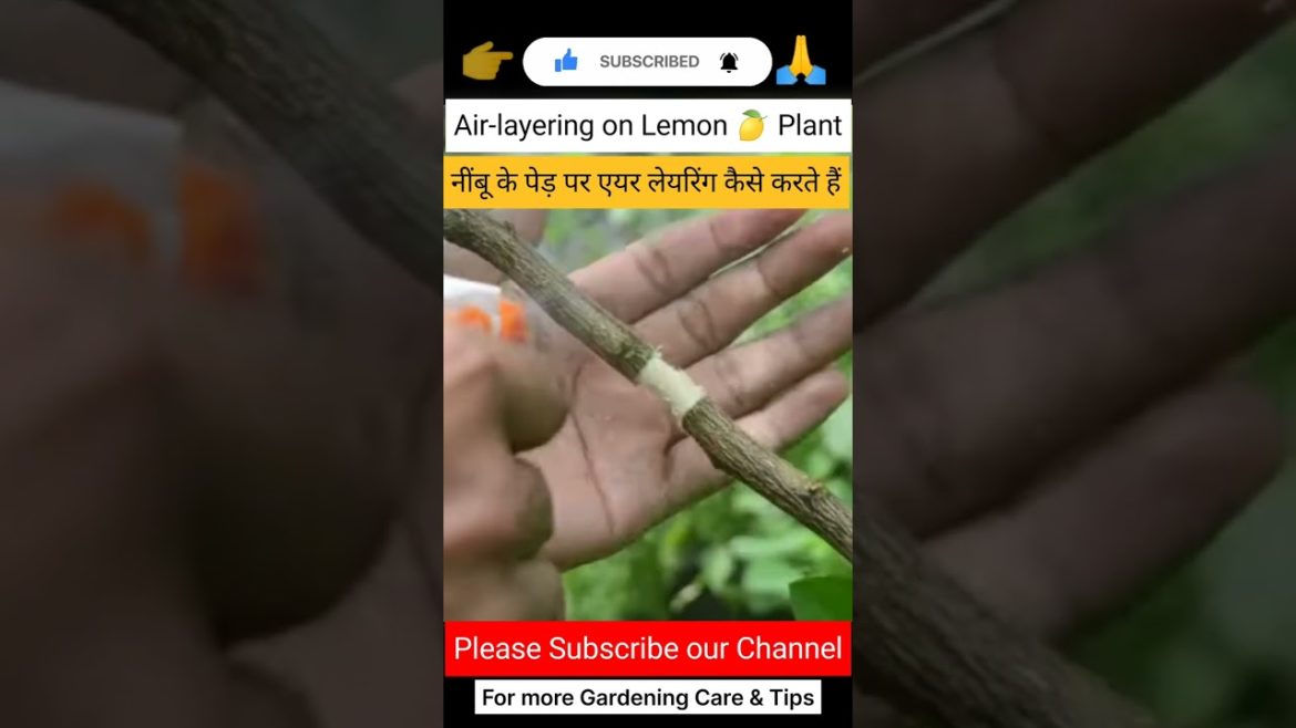 #lemon#plants #airlayering  #grafting#farming#roses#king#gardening#organic #organicfertilizer#shorts #lemon#plants #airlayering  #grafting#farming#roses#king#gardening#organic #organicfertilizer#shorts