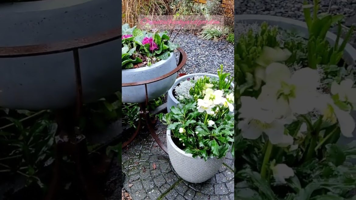 Orientalbackyardgarden 'Rainy sunday of January '#naturelovers #garden#englishgarden Orientalbackyardgarden 'Rainy sunday of January '#naturelovers #garden#englishgarden