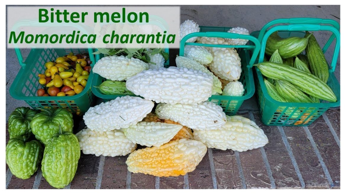 Bitter melon Momordica charantia CURCUBITACEAE a fruit vegetable to explore