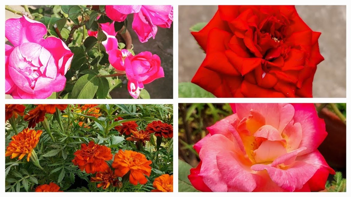 shopping garden from Amazon along  with useful tips