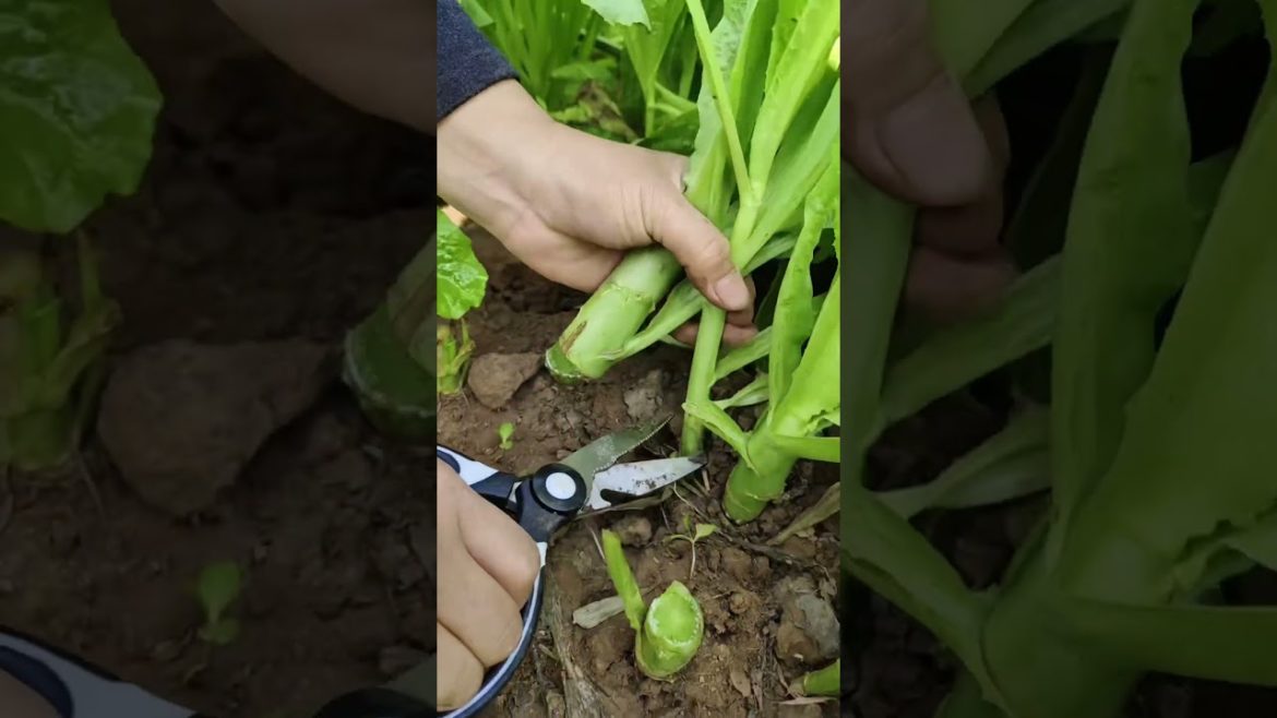 Lifestyle #shorts #28