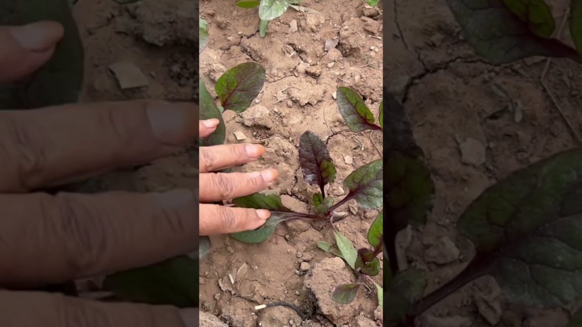 रंग भी आ गया इनमें