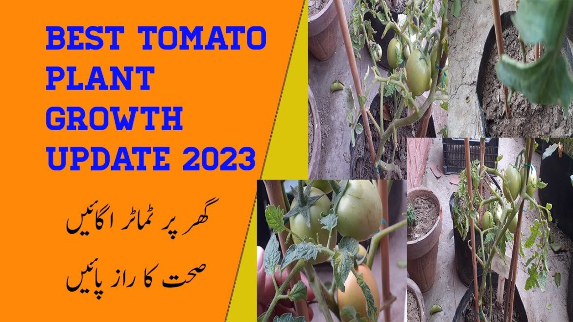 Amazing Tomato Growing Hacks |100% Organic Gardening Tips And Tricks | Urban kitchen gardening
