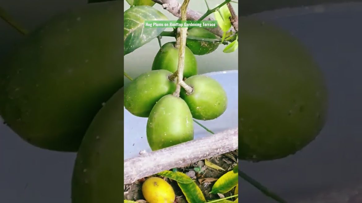 Hog Plums on rooftop gardening terrace. #viralvideo #viral #gardening #healthy #fruit .