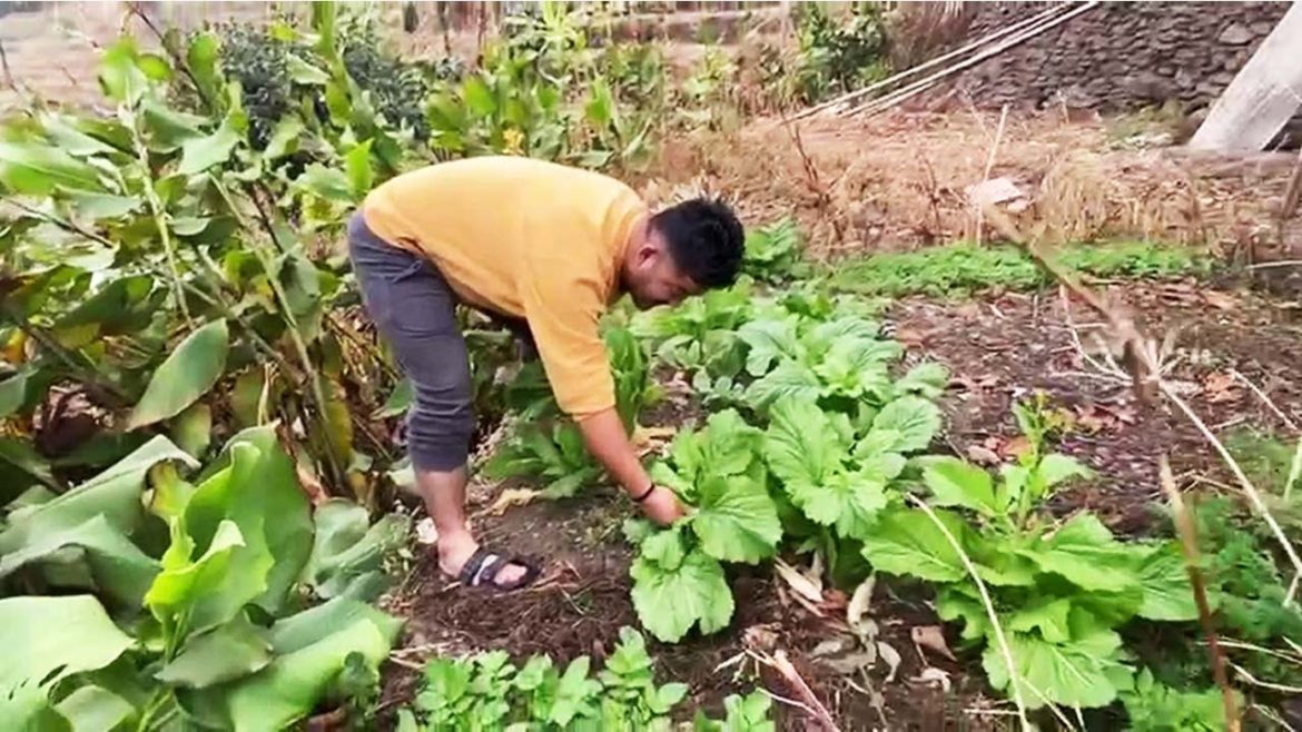 Vegetable Gardening at Home | Village Lifestyle Vlog