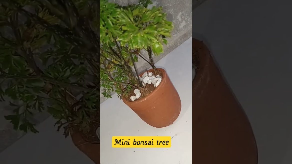 Mini bonsai tree 🌴🌴 #bonsai