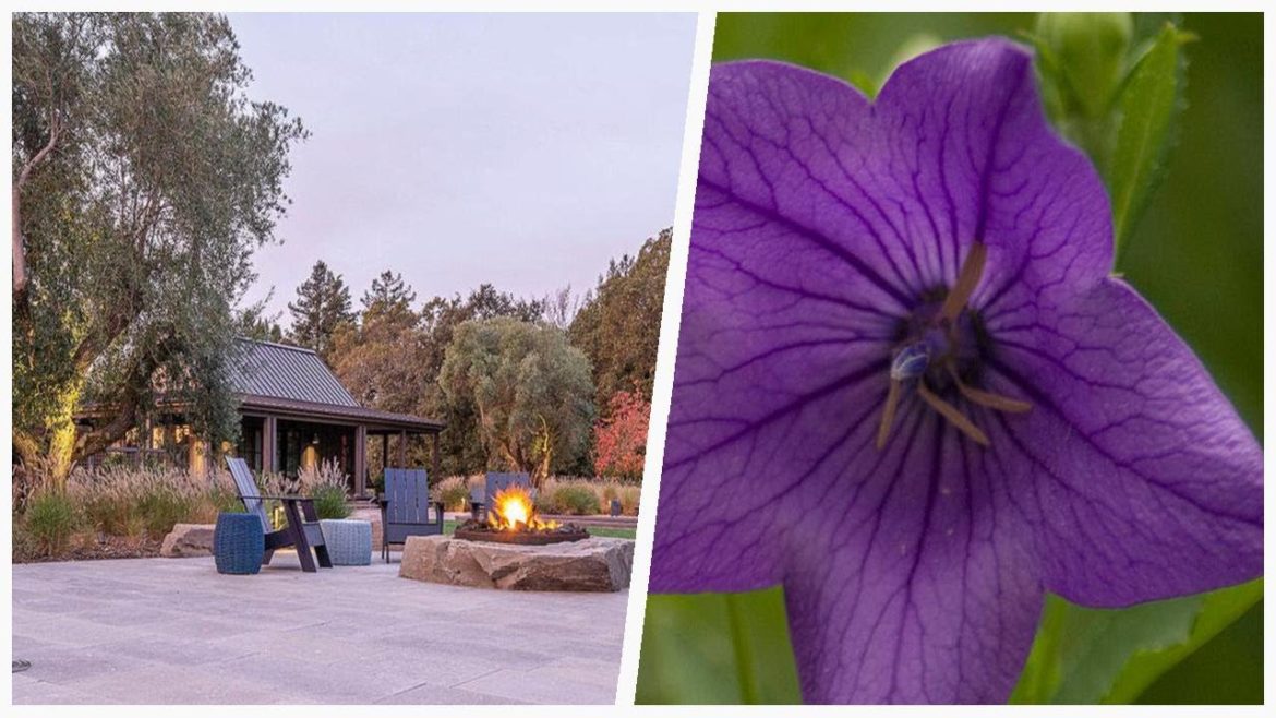 75 Beautiful Purple Backyard Landscaping Design Ideas 🔴