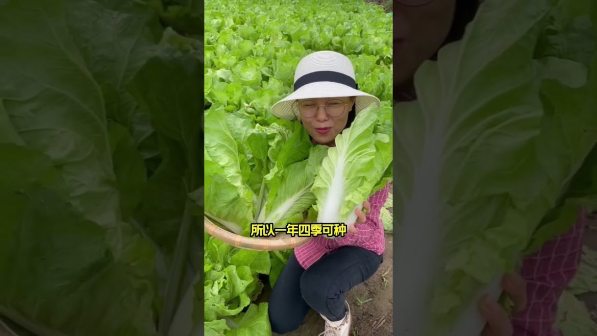 how to growing vegetable #natural #satisfying