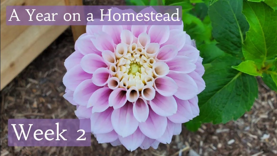 Garden planning for a year's worth of growing - No-till Raised Beds - Adventist Country Living