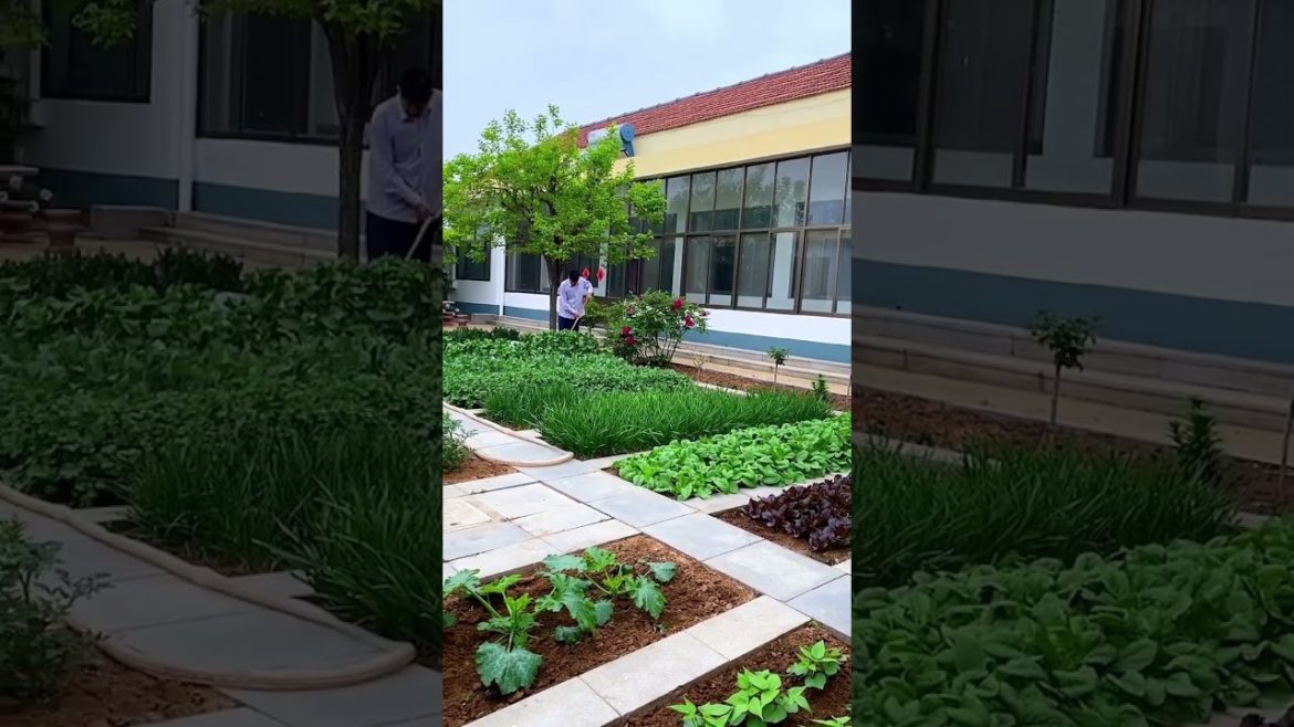 how to growing vegetable #natural #satisfying