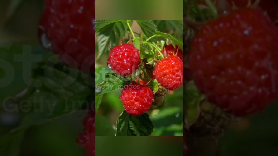 it's raspberry season in the Garden state. #shortvideo #raspberry