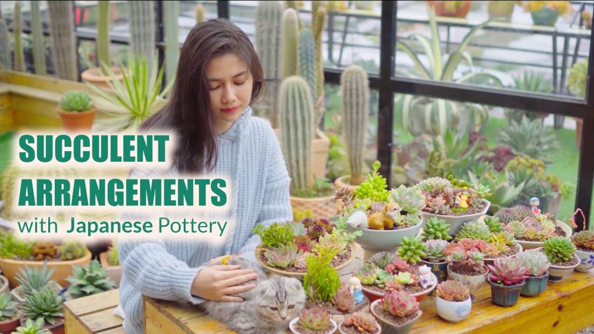 Succulent Arrangements with Japanese Pottery | Succulents Story EP3 Succulent Arrangements with Japanese Pottery | Succulents Story EP3