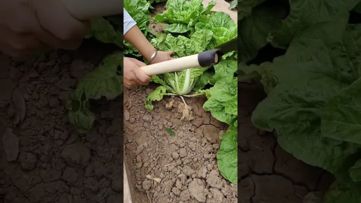 Lifestyle #shorts #4